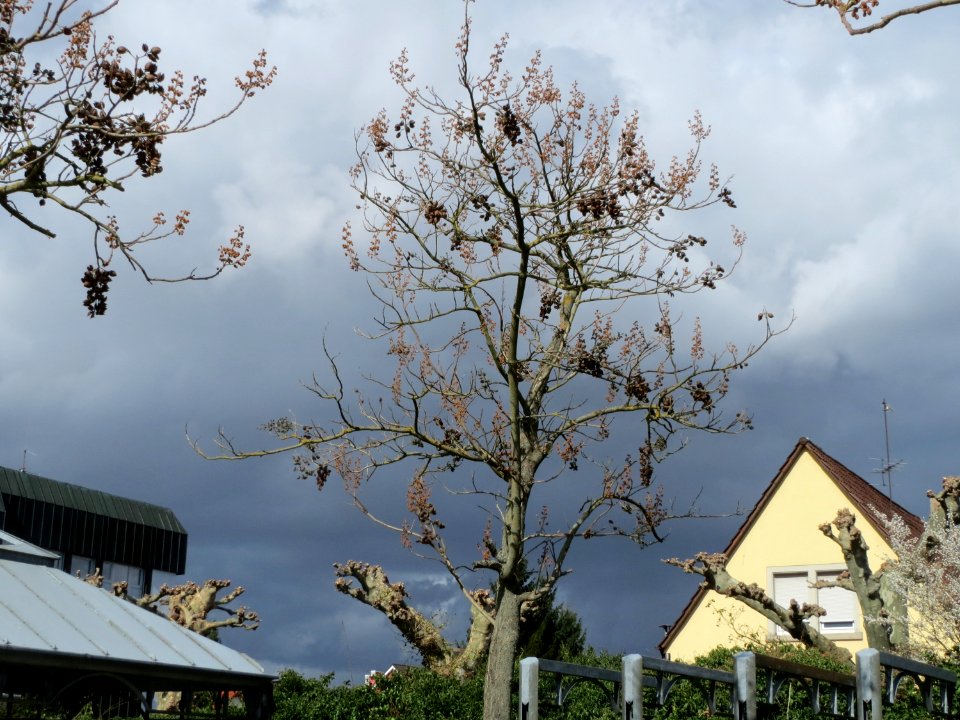 20150331Paulownia_tomentosa3