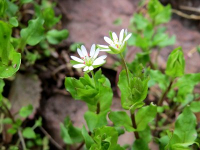 20150406Stellaria_nemorum3