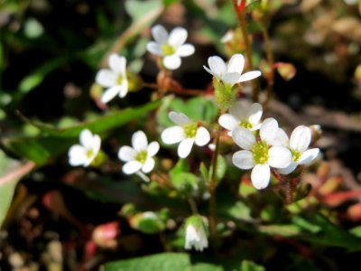 20150409Saxifraga_tridactylites4