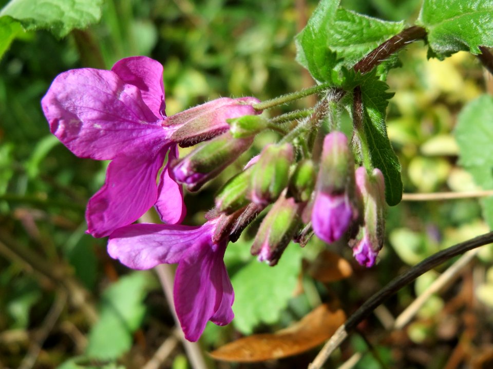 20150331Lunaria_annua