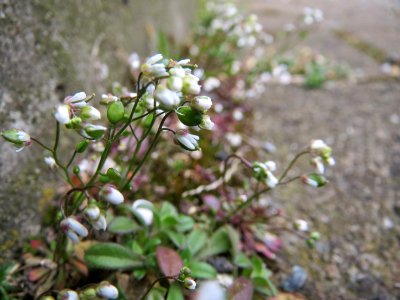 20150323Draba_verna2