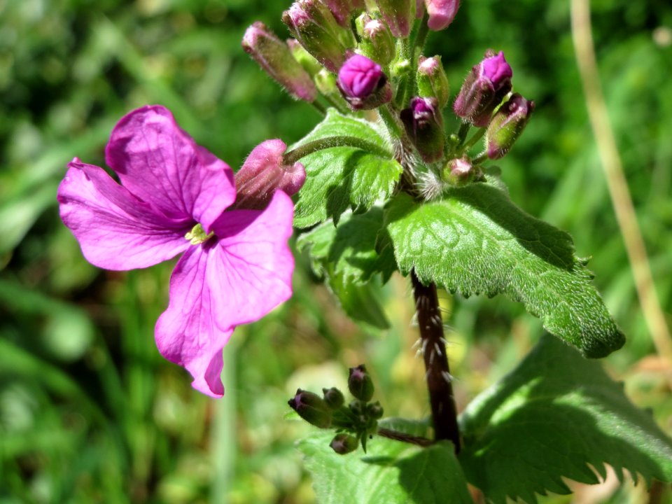 20150402Lunaria_annua2