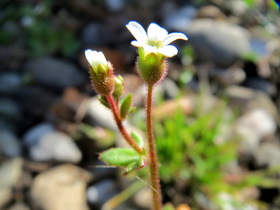 20150409Saxifraga_tridactylites6