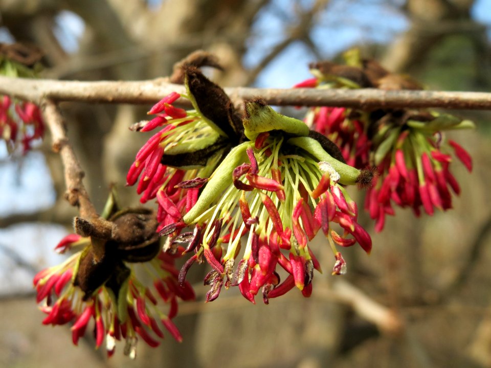 20150324Parrotia_persica5