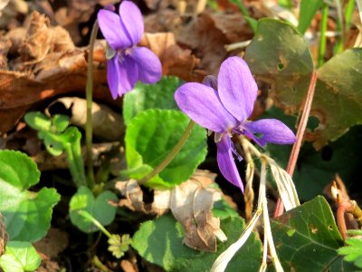 20150406Viola_odorata4