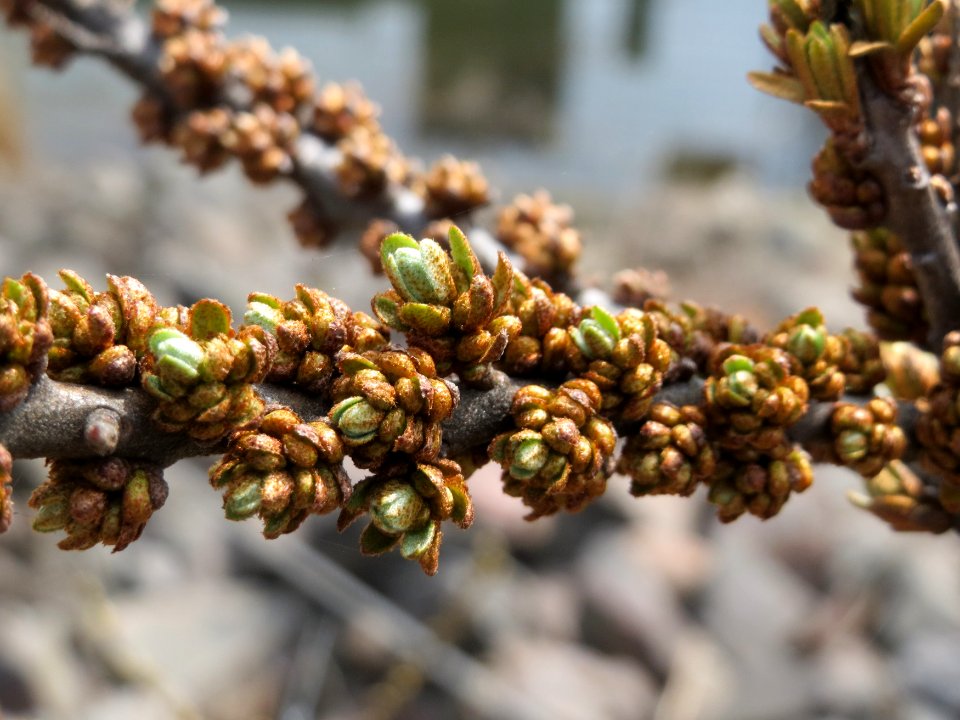 20150324Hippophae_rhamnoides1