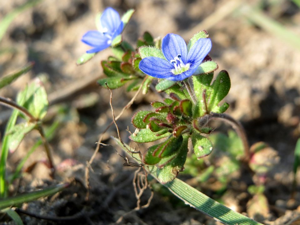 20150320Veronica_triphyllos14