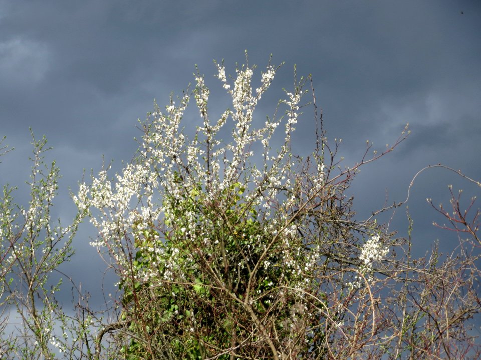 20150331Prunus_cerasifera2
