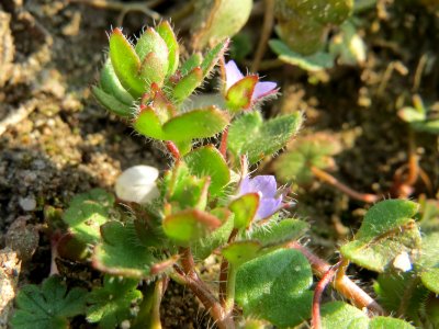 20150320Veronica_hederifolia2