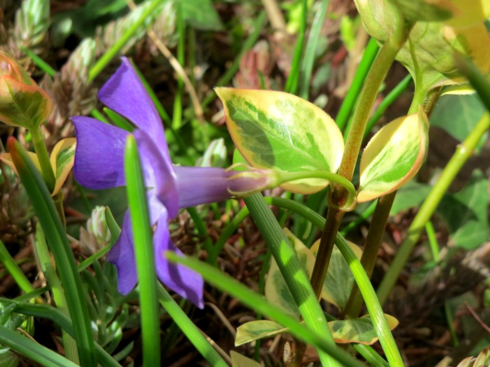 20150331Vinca_major_'Variegata',_Hockenheim