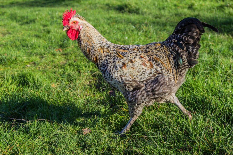 Bird agriculture bill