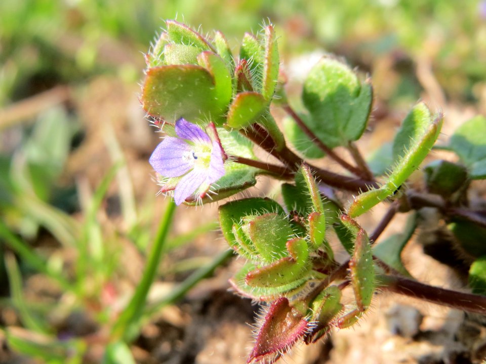 20150320Veronica_hederifolia1