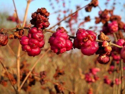 20150320Symphoricarpos_orbiculatus08