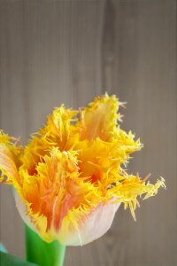 Bloom yellow orange photo