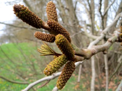20150328Pterocarya_fraxinifolia