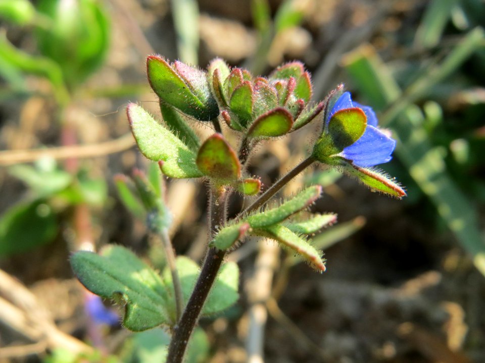 20150320Veronica_triphyllos13