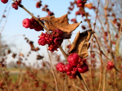 20150320Symphoricarpos_orbiculatus04