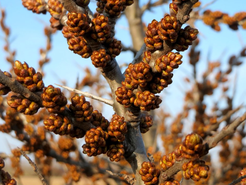 20150322Hippophae_rhamnoides4