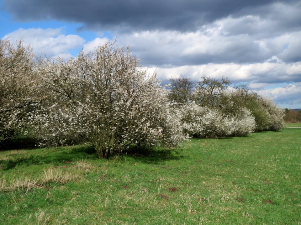 20150402Prunus_cerasifera3