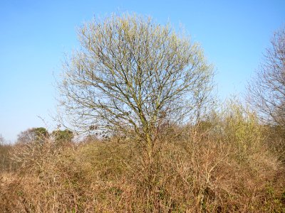 20150320Salix_caprea1