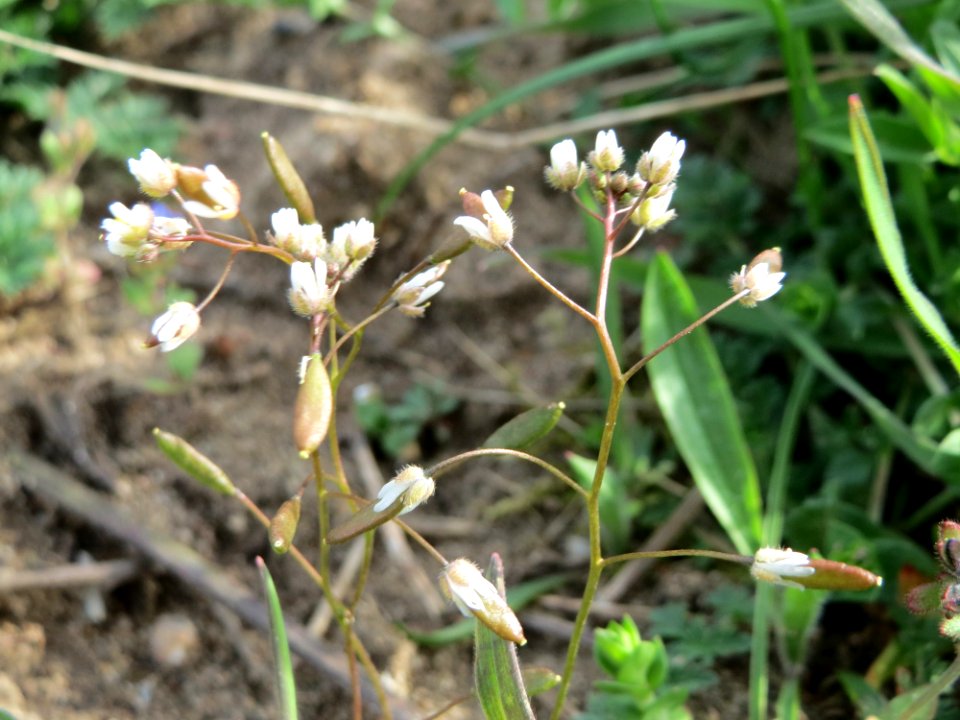 20150407Draba_verna1