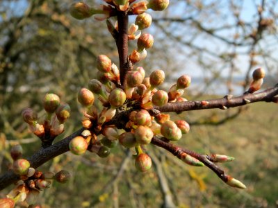 20150320Prunus_cerasifera2