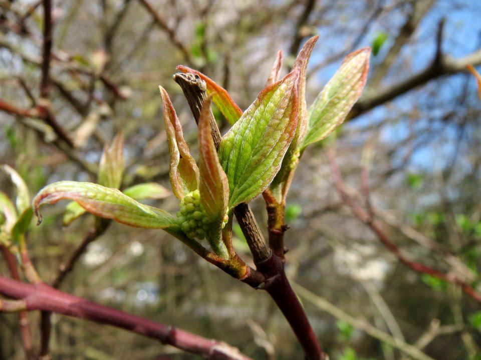 20150407Cornus_sanguinea2