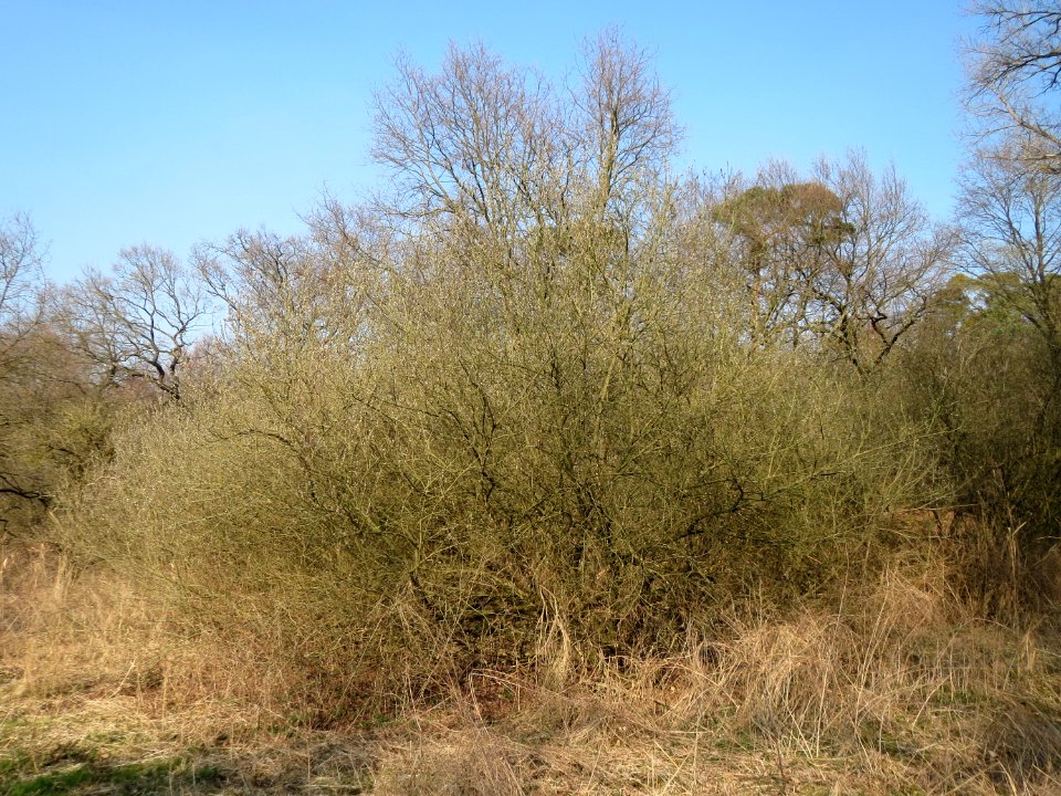 20150320Salix_caprea3