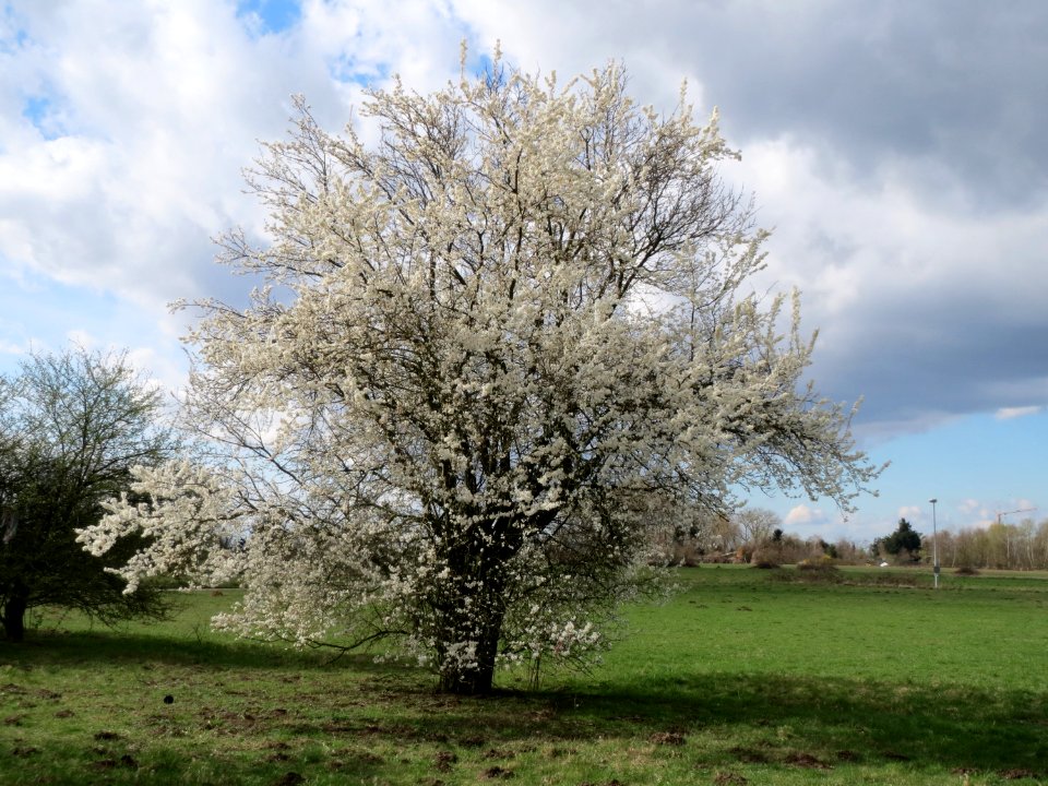 20150402Prunus_cerasifera5