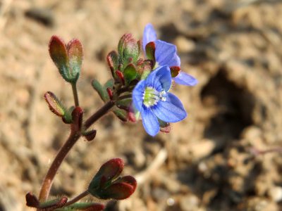 20150320Veronica_triphyllos09