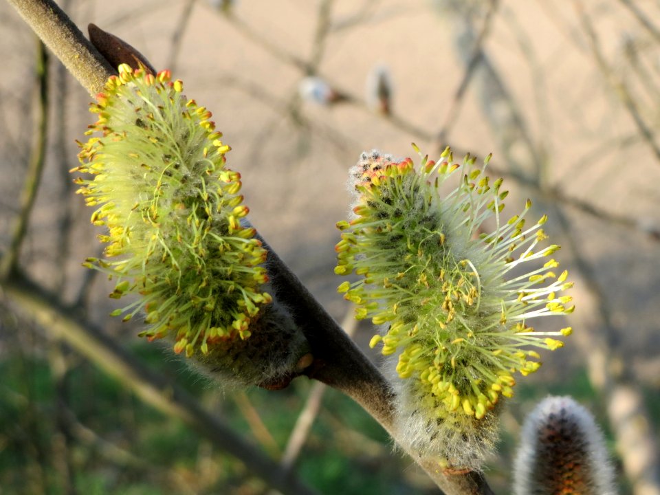 20150322Salix_caprea4