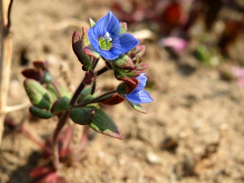 20150320Veronica_triphyllos07