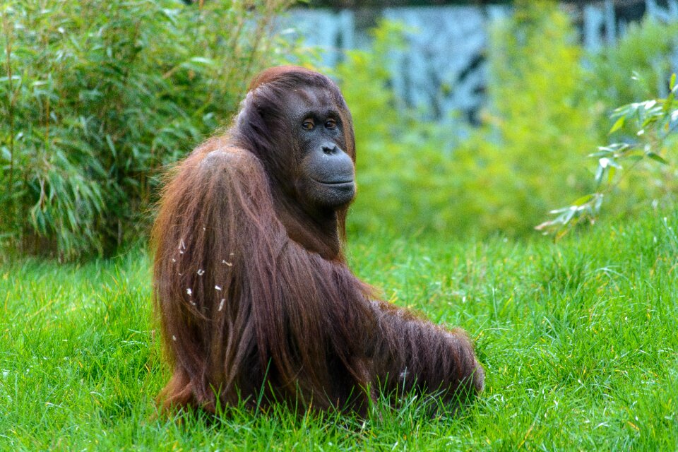 Monkey portrait orang-utan mammals