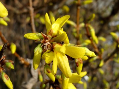 20150322Forsythia_x_intermedia4 photo