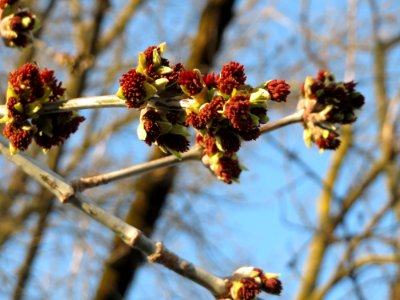 20150321Acer_negundo3