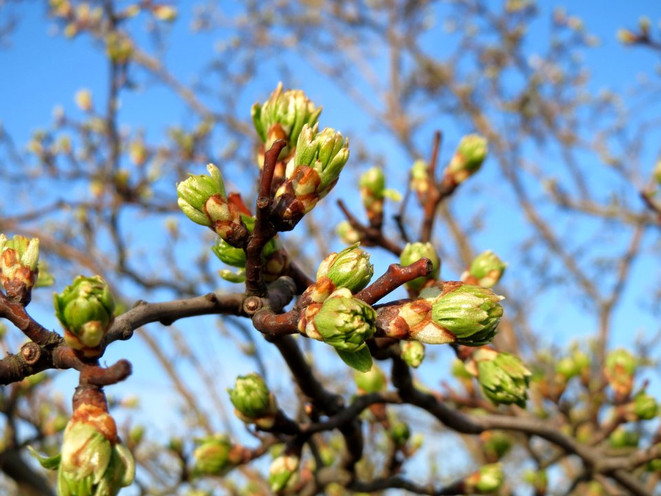 20150322Crataegus_monogyna