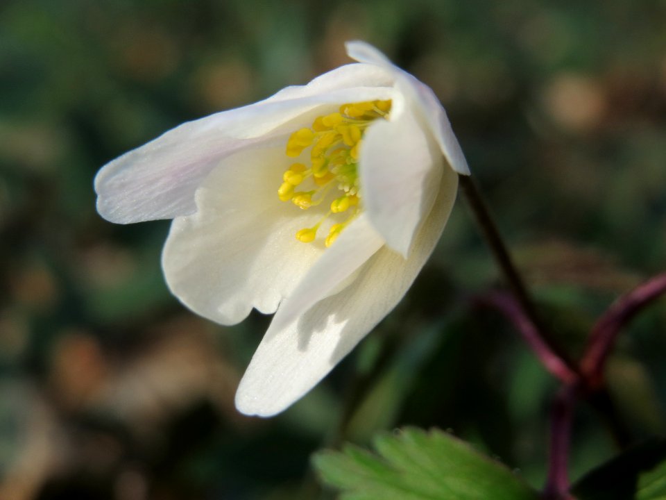 20150322Anemone_nemorosa2