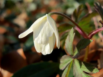 20150322Anemone_nemorosa3