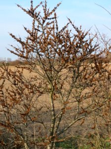 20150322Hippophae_rhamnoides1