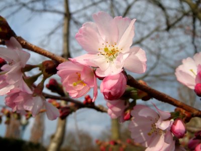 20150321Prunus_serrulata4