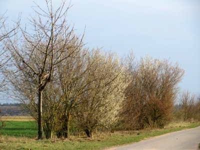 20150322Prunus_cerasifera1