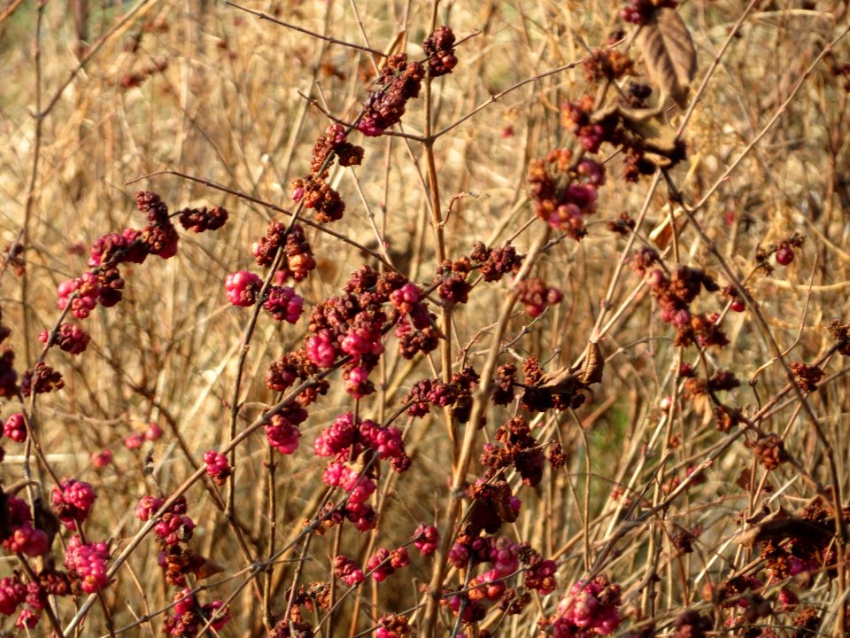 20150320Symphoricarpos_orbiculatus02