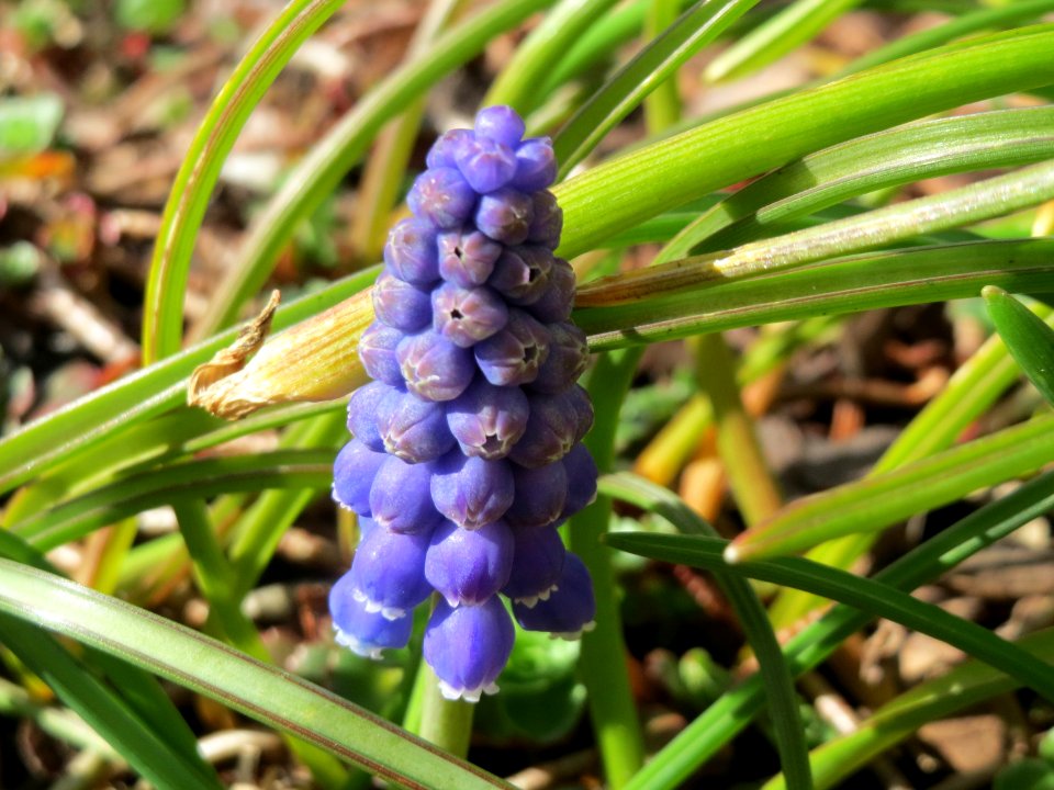 20150331Muscari_armeniacum3