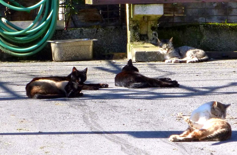 2015_Zalla_(La_Herrera),_gatos_al_sol