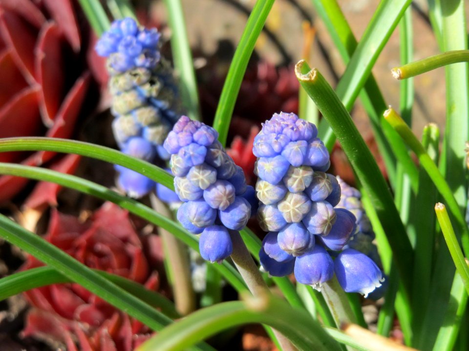 20150331Muscari_armeniacum2