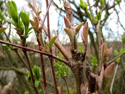 20150405Lonicera_xylosteum1