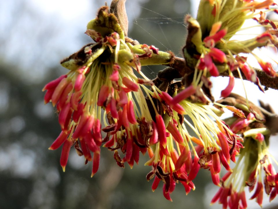 20150324Parrotia_persica4