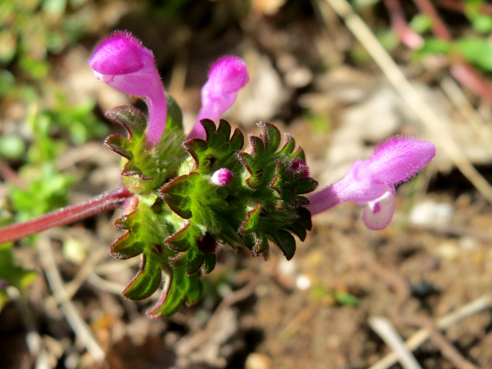 20150405Lamium_amplexicaule2