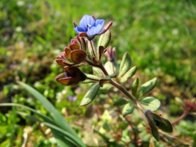20150320Veronica_triphyllos15