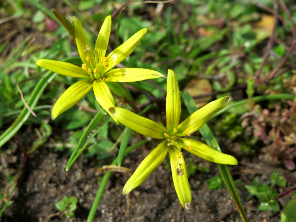 20150405Gagea_villosa1